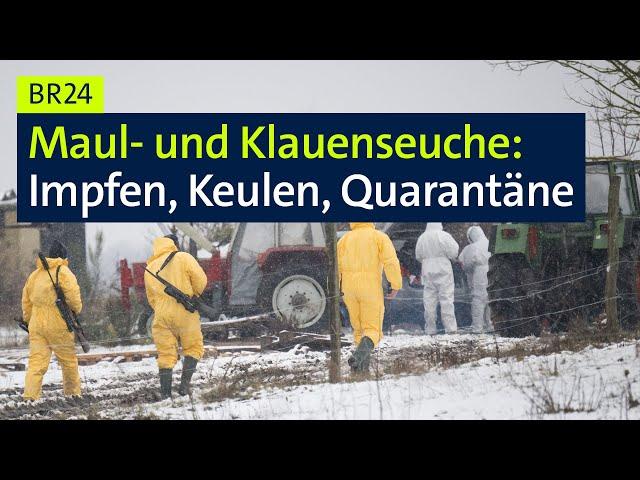 Maul- und Klauenseuche: Impfen, Keulen, Quarantäne | BR24