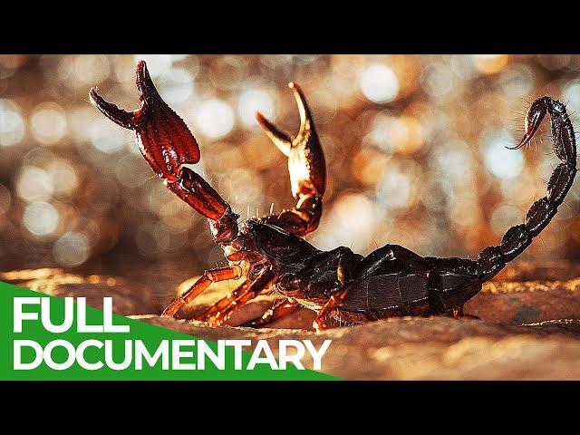 Lethal Poison | Animal Armory | Episode 4 | Free Documentary Nature