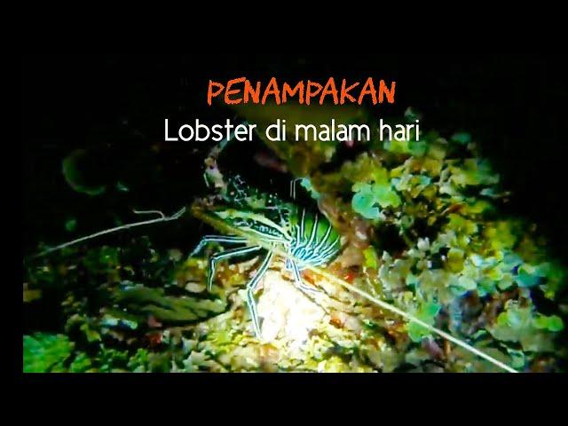 NIGHT SPEARFISHING EPISODE 1 | PENAMPAKAN LOBSTER BAMBU DI MALAM HARI