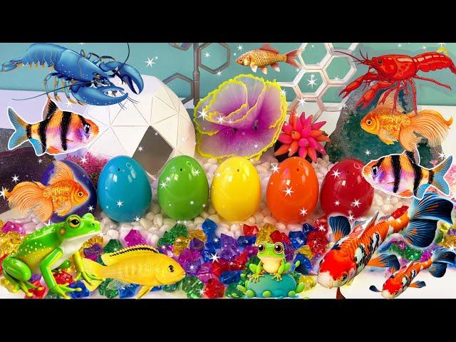 Amazing snow fish colorful surprise eggs, crayfish, koi, angelfish, betta, goldfish, glofish tetra