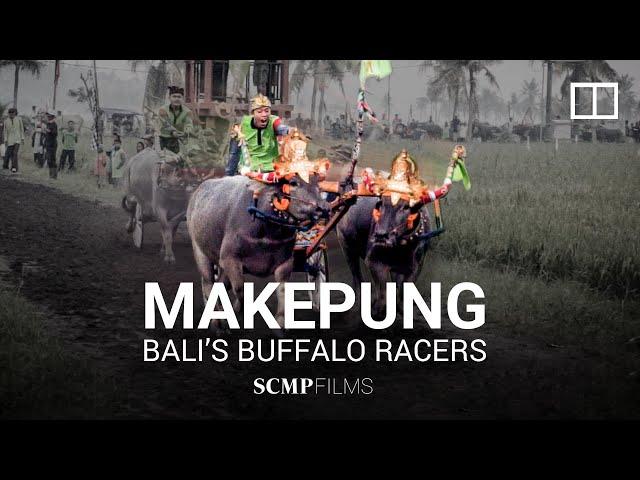 Makepung buffalo racing in Indonesia's Bali is a matter of tradition, pride and bravery