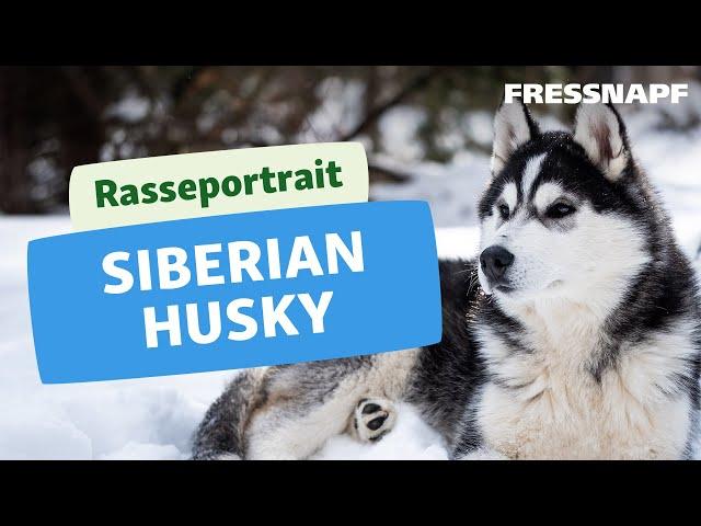 Rasseportrait: Husky