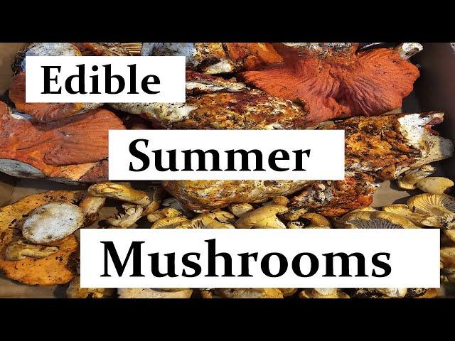 Edible Wild Summer Mushrooms you can Forage!