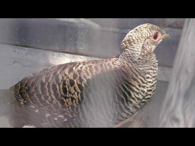 Golden Pheasant (Hiratsuka City Comprehensive park Fureai Zoo, Kanagawa, Japan) August 26, 2018