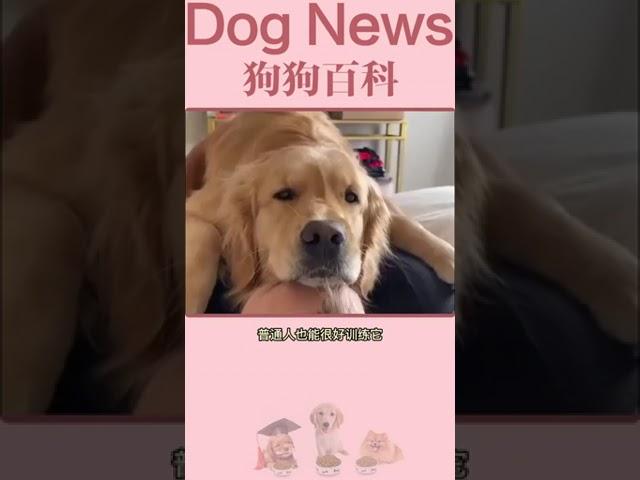 金毛犬到底好养吗？养过它的人都知道怎么回答#goldenretriever #golden #shorts