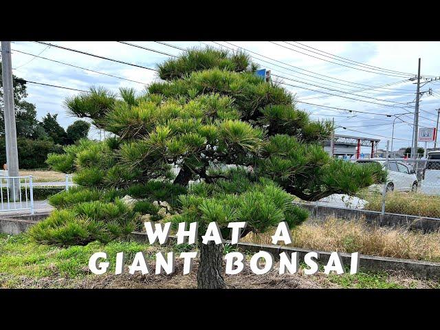 Giant Bonsai Trees: unlocking The Art Of Niwaki: The Ancient Japanese Art Of Pruning