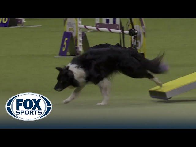 Nimble the All-American dog wins the 12" class in the Masters Agility Championship | Westminster