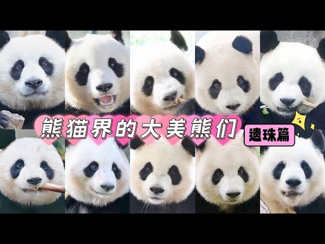 Beautiful Giant Pandas 熊猫界的大美熊们 (遗珠篇)