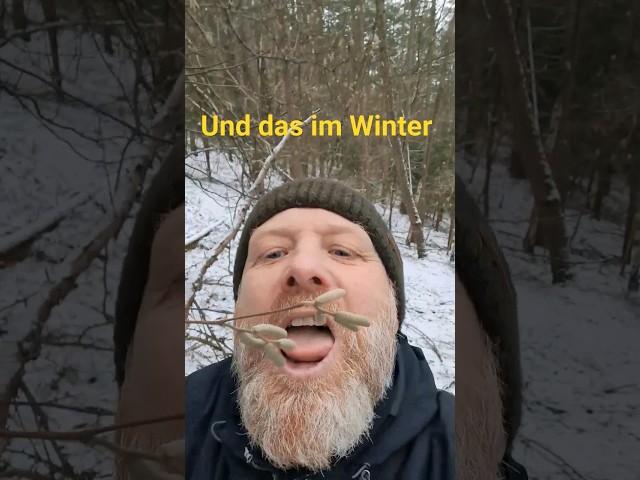 Frische Haselnuss Kätzchen im Winter als Notnahrung. #bushcraft #survival #haselnuss #nahrung