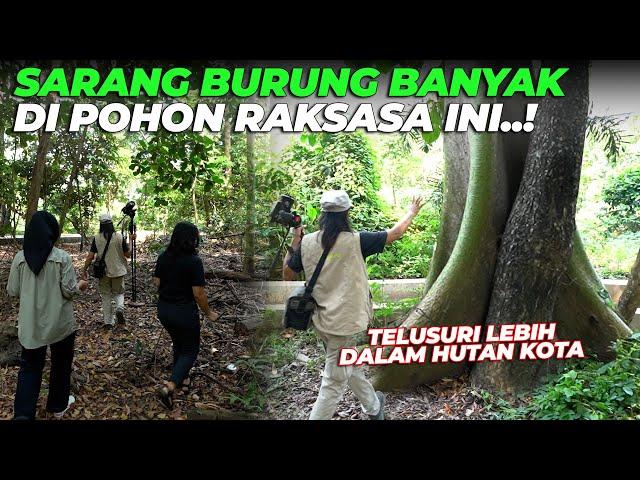 TELUSURI LEBIH DALAM HUTAN KOTA..!! LEBIH BANYAK SUARA KICAUAN BURUNG