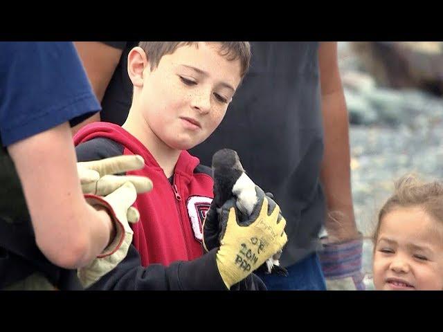 Puffin Rescue | CBC Kids News