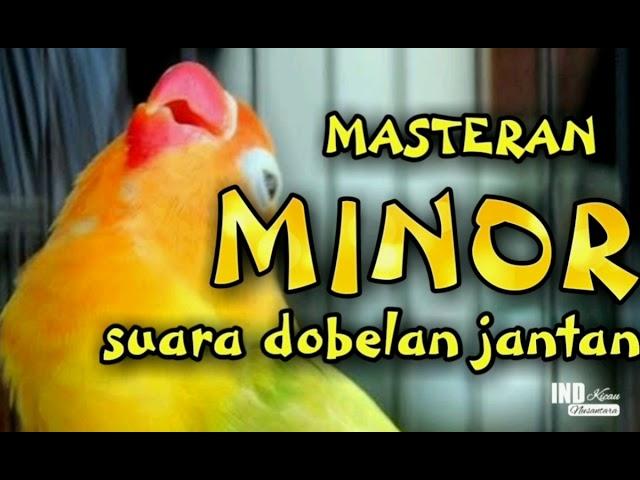 [ tanpa iklan ] MASTERAN LOVEBIRD MINOR KONSLET SPEED LAMBAT. SUARA DOBELAN JANTAN