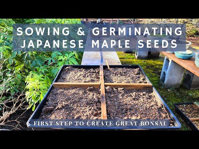 Sowing and Germinating Japanese Maple Seeds - One of fun ways to create great bonsai!