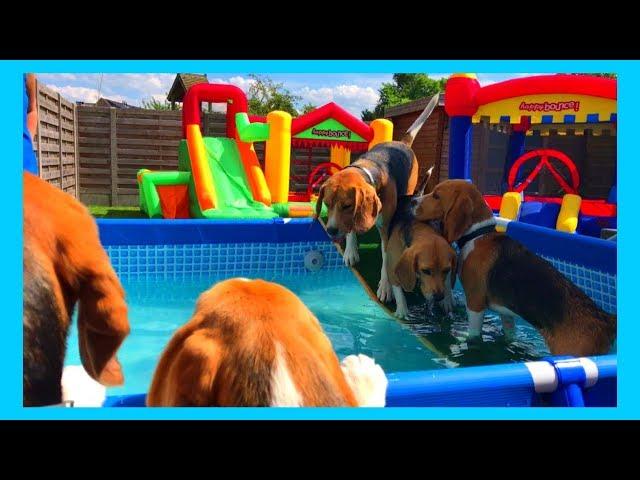 Funny Beagle Dogs Having a Pool and Bounce House Party : Louie The Beagle