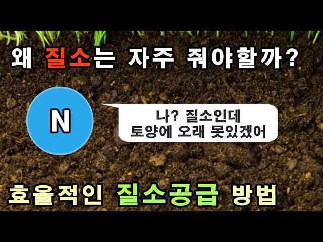 왜 질소는 자주 줘야할까? 효율적인 질소공급 방법!!