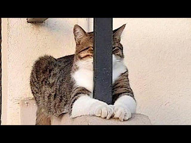 Funniest Animals  New Funny Cats and Dogs Videos  - Ep.34