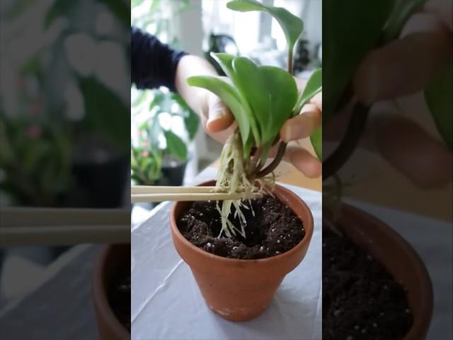 Propagating Rubber Plants 🪴 with Success #shorts #indoorplants #houseplants #easy