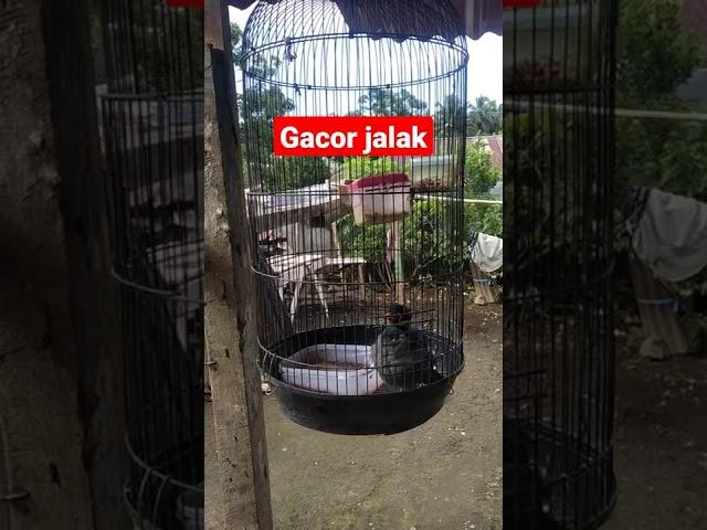 #shorts gacor jalak