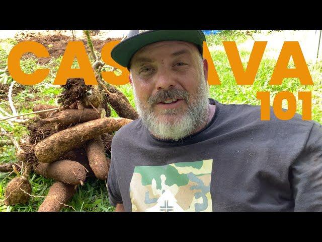 Everything You Need To Know About Growing Cassava: From PLANTING TO HARVEST