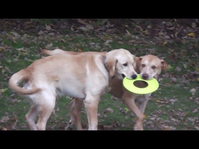 2 Dogs 1 Frisbee - WHO WON?! 