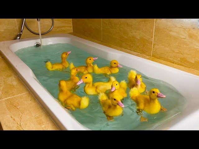 Ducklings swim in the bath