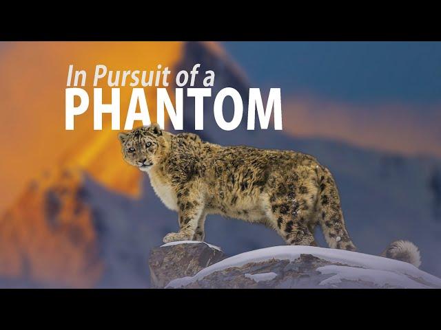 Snow Leopard | What it takes to film this elusive beauty?