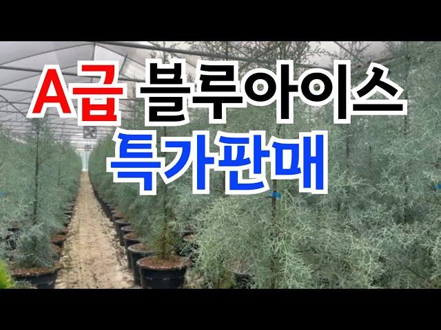 A급 블루아이스 파격! 특가판매