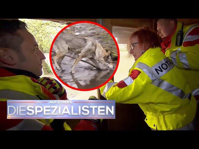 Spezialisten in Gefahr!  Notärzte werden von einem WOLF festgehalten  ​| Die Spezialisten | SAT.1