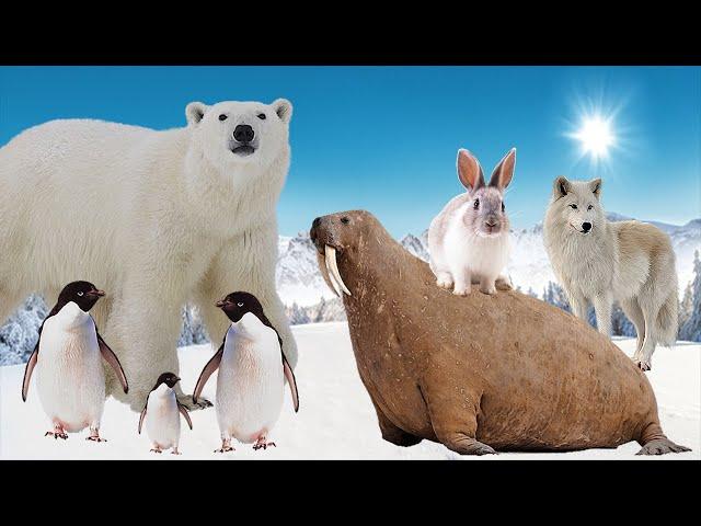 Arctic Animals - Wild Notrh Pole Animals Life