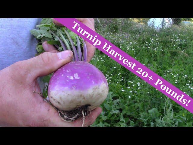 Turnip Harvest