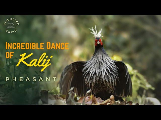Mating Behavior | Breeding Behavior | Dance of Kalij Pheasant- Corbett