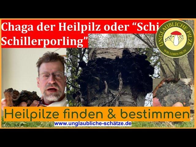 Chaga "Schiefer Schillerporling" Heilpilze im Wald - Tipps zur Suche & Bestimmung vom Apotheker