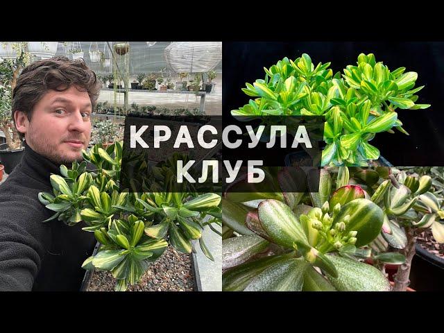 ВСТУПАЙТЕ В КРАССУЛА КЛУБ ВКОНТАКТЕ!