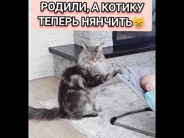 Котик нянька