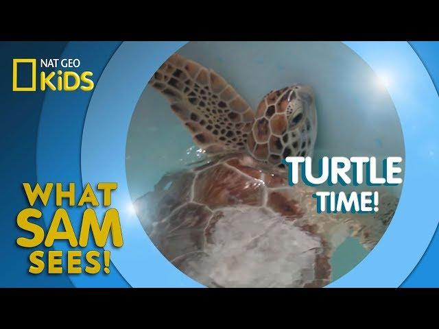 Turtle Time! | What Sam Sees