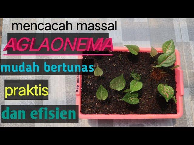 MENCACAH AGLAONEMA YANG MUDAH BERTUNAS, PRAKTIS DAN EFISIEN