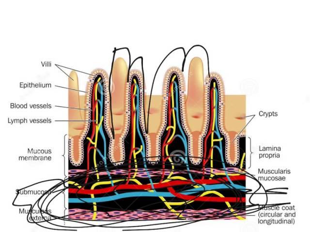 Microvilli