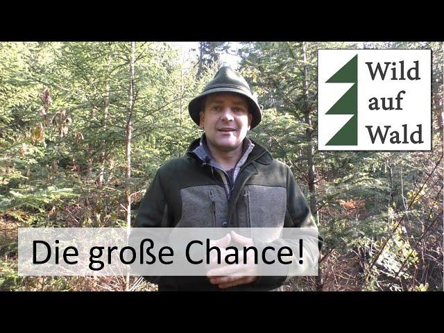 Klimafitter Wald: Dickungspflege und Plenterwald #wildaufwald