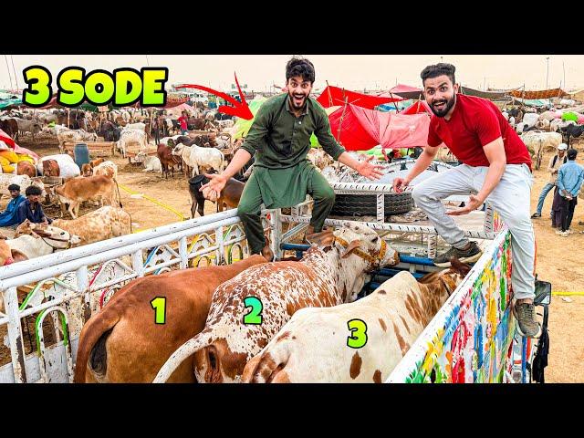 1.5 LAKH ME 3 JANWAR LELIE | MISHKAT KHAN COW MANDI VLOG | JUST FOR ENTERTAINMENT