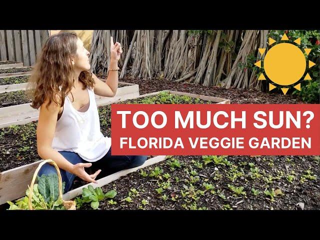 How Much Sun Do I Need to Grow Vegetables in Florida?