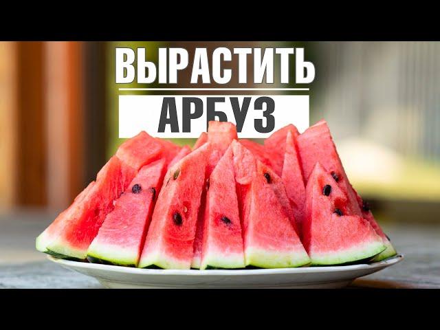 Как вырастить здоровый арбуз в средней полосе