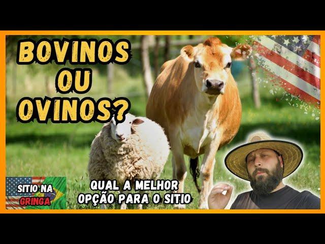 CRIAR GADO OU OVELHAS NO SITIO QUAL O MELHOR? | VIDA NA AMERICA