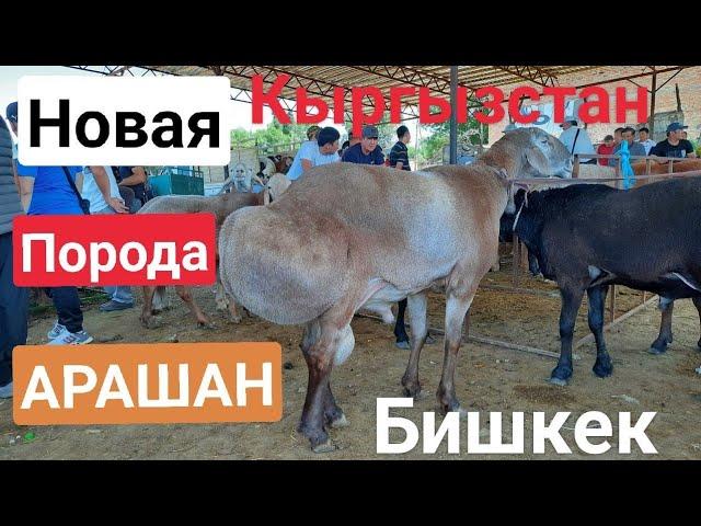 Ярмарка АРАШАНской породы овец || Новоя порода в Кыргызстане