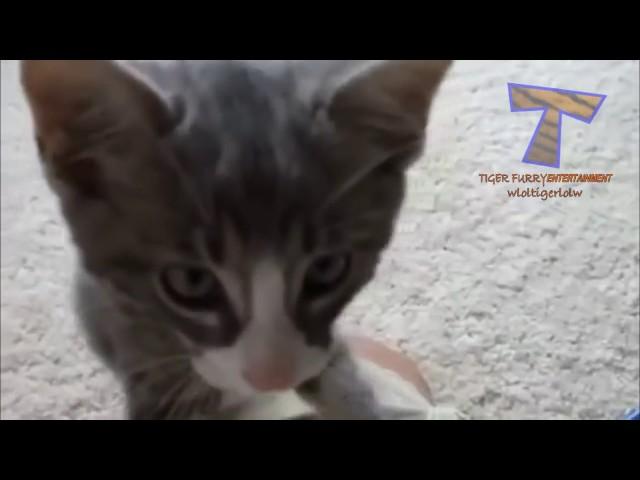 CUTE CAT VIDEO COMPILATION 2016 - Tiger Furry Entertainment