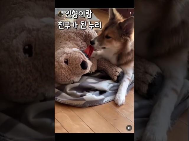 서울에서 온 누리 소식 #강아지#반려견#입양#임보#사지말고입양하세요#dogs#pets#adoption