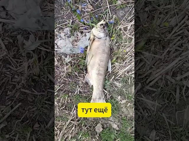 Одна из причин почему рыбы становится меньше