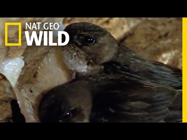 Salivating for a New Nest | Wild Borneo