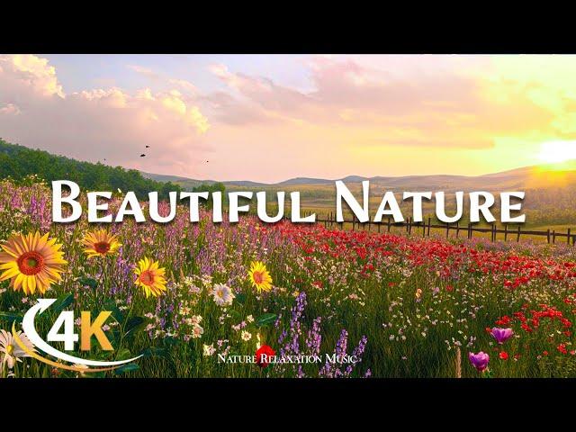 4K Beautiful Flower Field (UHD) Scenery with Relaxing Music | Sleep, Study, Work, Meditation