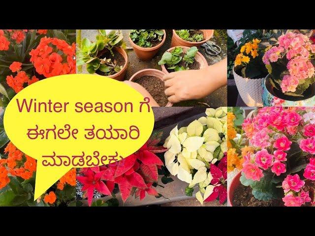 Kalanchoe ಮತ್ತು poinsettia ಗಿಡಗಳು winter season ನಲ್ಲಿ ಹೂವು ಚೆನ್ನಾಗಿ ಬರಬೇಕೆಂದರೆ ಈಗಲೇ ತಯಾರಿ ಮಾಡಿಕೊಳ್ಳಿ