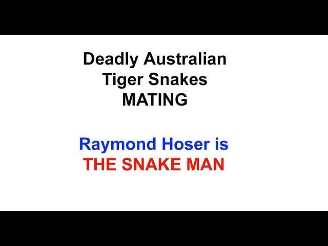 Mating Breeding Tiger Snakes with the Snakeman Raymond Hoser